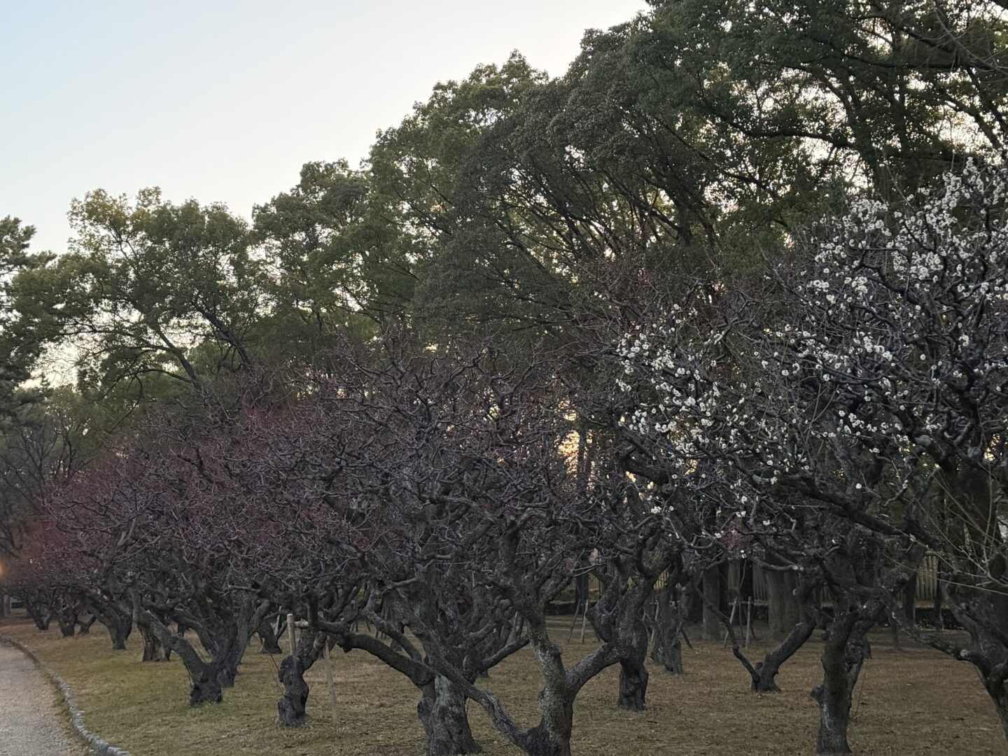 早咲きの白梅が一本だけ満開になる理由