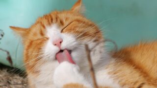 姿勢が自律神経に与える影響｜猫背が体調不良を引き起こすしくみ